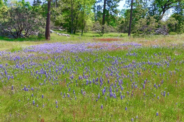 5027 Fox Creek Rd, Mariposa, CA 95338 - photo 44
