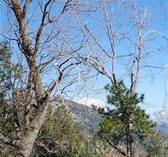 42 Park Dr, Running Springs, CA 92382
