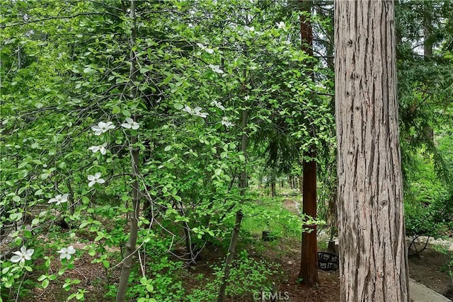 27844 Greenway Dr, Lake Arrowhead, CA 92352 - view of local wilderness