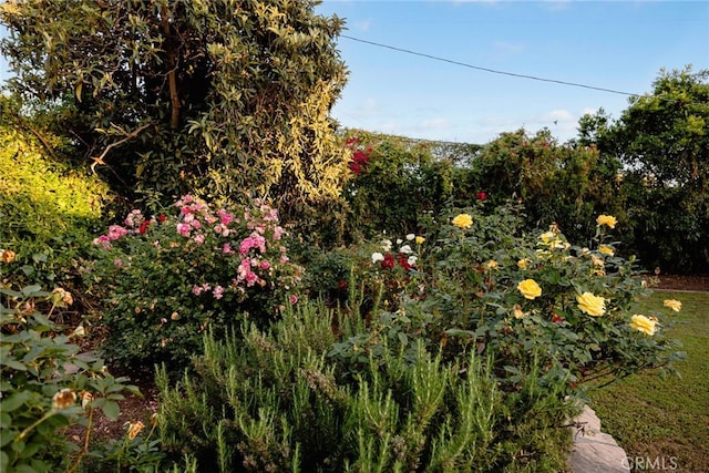 2520 Louise Ave, Arcadia, CA 91006 - view of yard