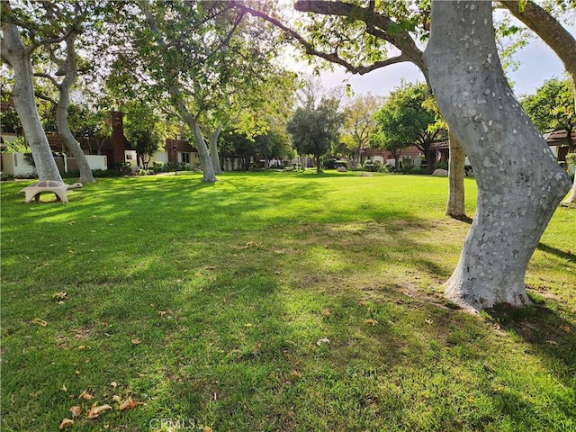 10407 Larwin Ave, Chatsworth, CA 91311 - view of green lawn