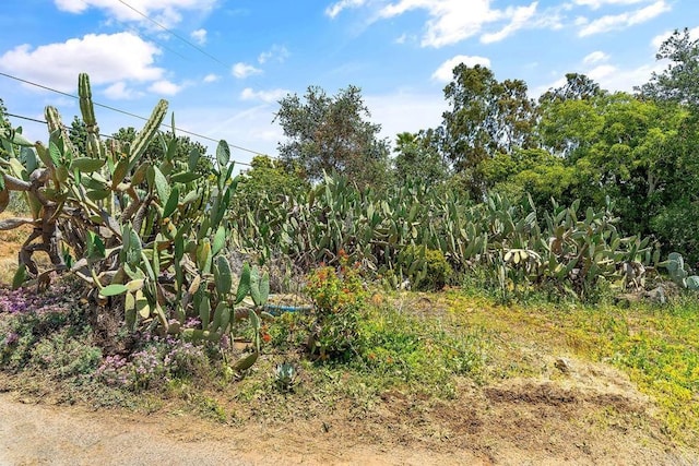 2163 Gracey Ln, Fallbrook, CA 92028 - view of nature