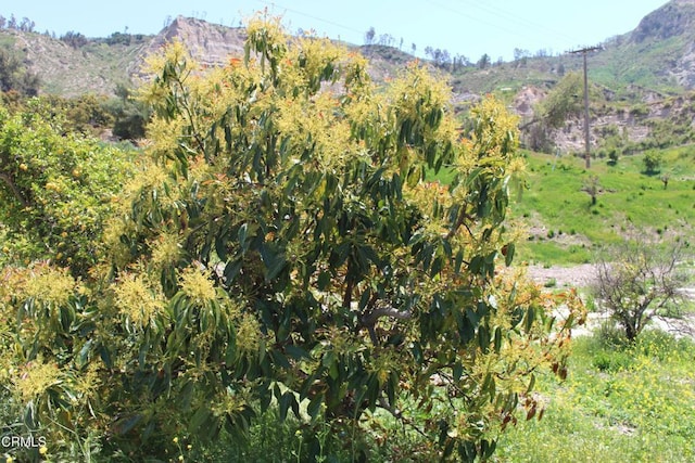 17000 S Mountain Rd, Santa Paula, CA 93060 - view of mountain backdrop