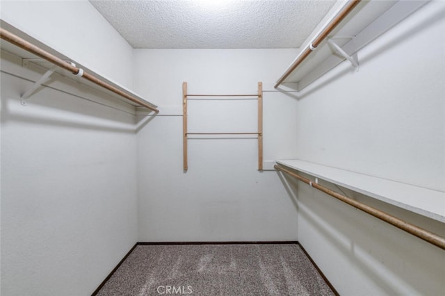 walk in closet featuring carpet