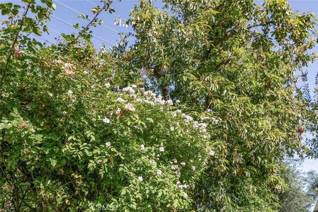 1558 Hillcrest Ave, Glendale, CA 91202 - view of nature