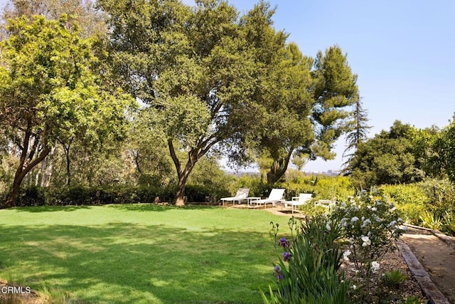 1555 Scenic Dr, Pasadena, CA 91103 - view of green lawn