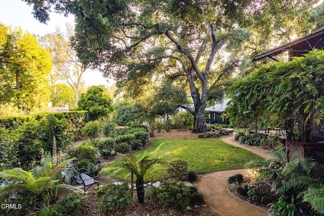657 Prospect Blvd, Pasadena, CA 91103 - view of green lawn