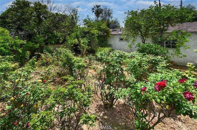 5625 Matilija Ave, Valley Glen, CA 91401 - view of yard