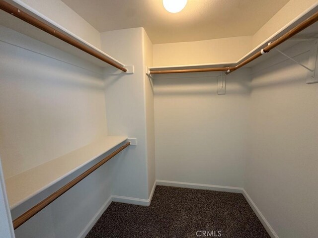spacious closet featuring carpet
