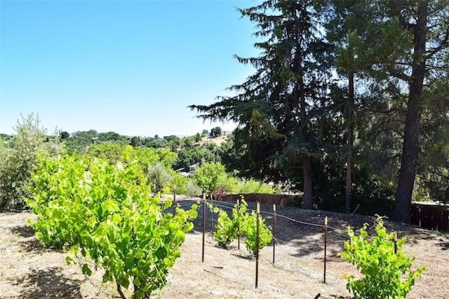 5 W 12th St, Paso Robles, CA 93446 - view of yard