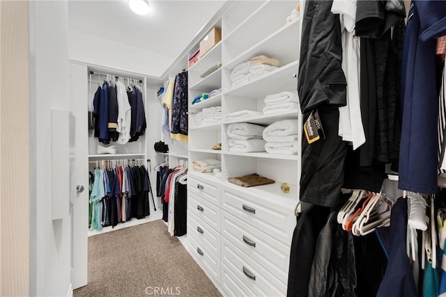 spacious closet featuring carpet