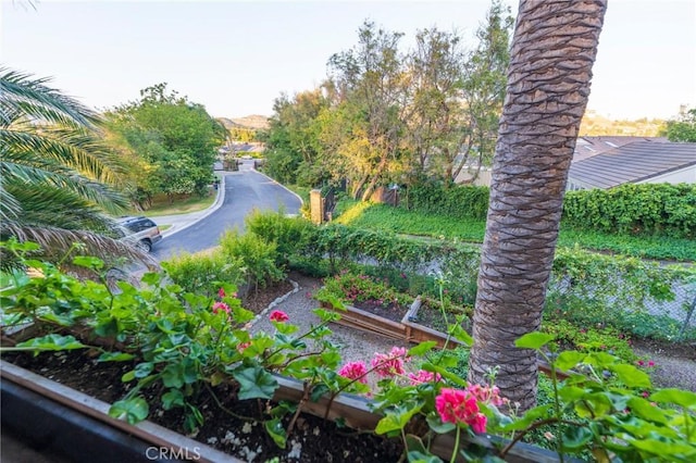 435 S Estate Dr, Orange, CA 92869 - view of yard