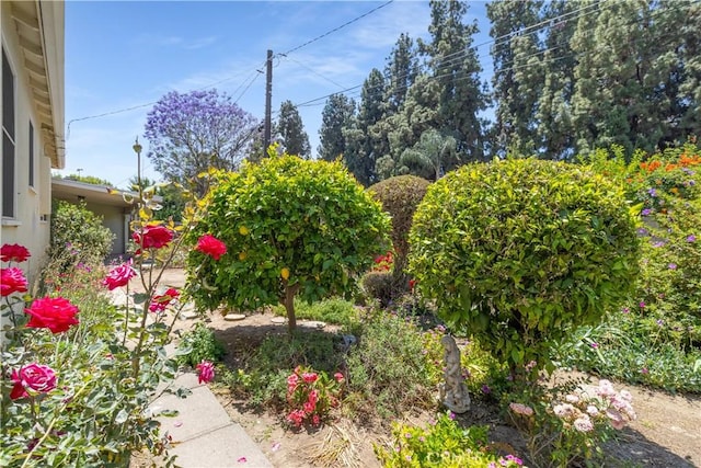 7933 Rhea Vista Dr, Whittier, CA 90602 - view of yard