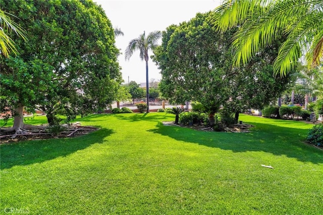 6116 Chadbourne Ave, Riverside, CA 92505 - view of green lawn