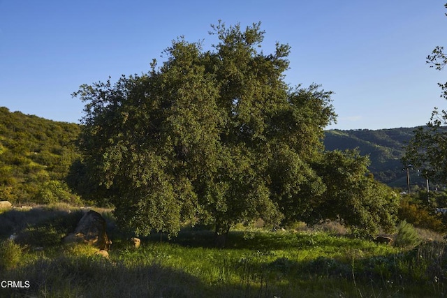 12179 Koenigstein Rd, Santa Paula, CA 93060 - view of mountain background with a heavily wooded area