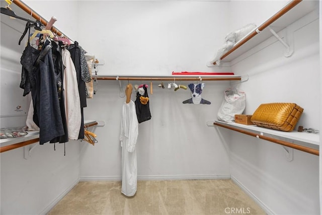 2403 Crocus Dr, Bakersfield, CA 93311 - walk in closet featuring carpet floors