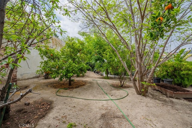 10404 Jardine Ave, Sunland, CA 91040 - view of yard
