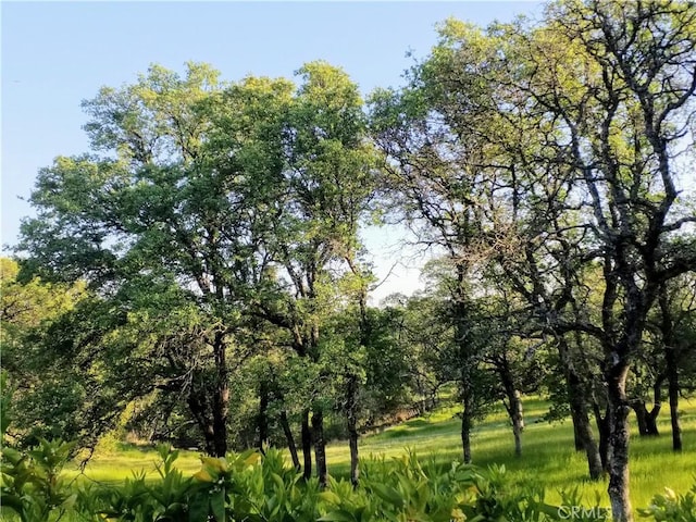 50 Walter Blume Ln, Oroville, CA 95966 - view of nature