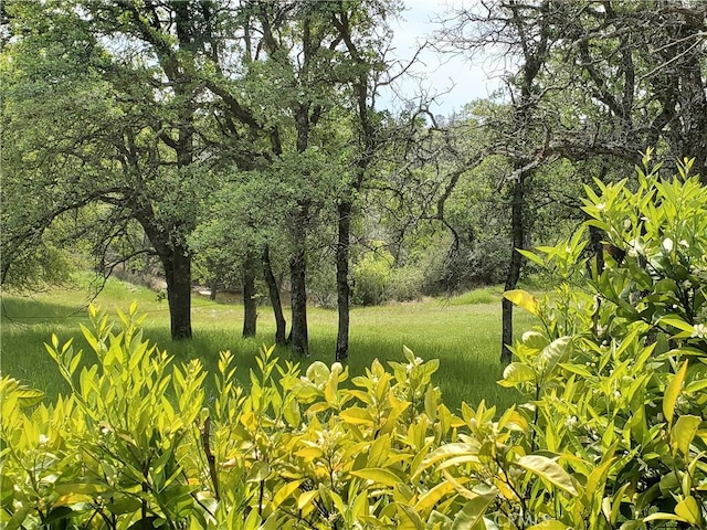 50 Walter Blume Ln, Oroville, CA 95966 - view of yard