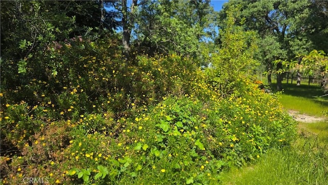 50 Walter Blume Ln, Oroville, CA 95966 - view of local wilderness