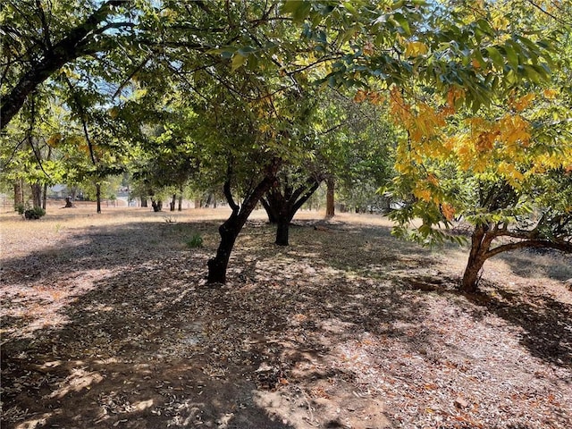 9275 Sheep Ranch Rd, Mountain Ranch, CA 95246 - view of yard