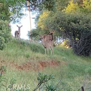 9275 Sheep Ranch Rd, Mountain Ranch, CA 95246 - view of yard