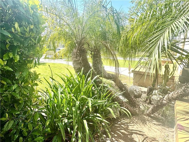 867 S Bronson Ave, Los Angeles, CA 90005 - view of green lawn