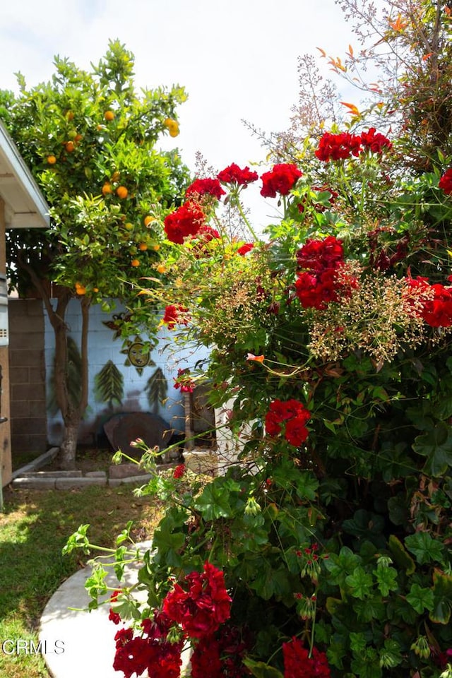 1207 S L St, Oxnard, CA 93033 - view of yard