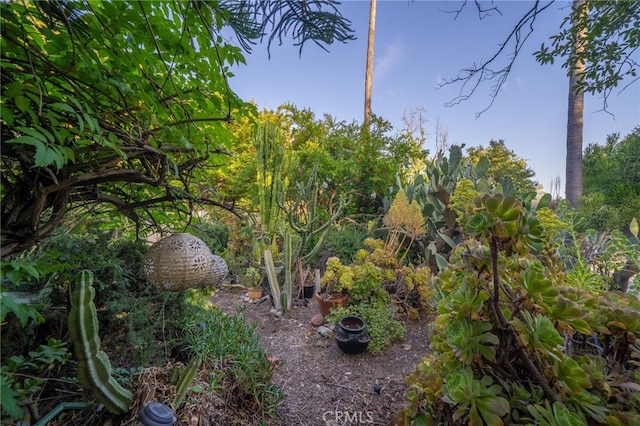 125 W 11th St, Claremont, CA 91711 - view of nature