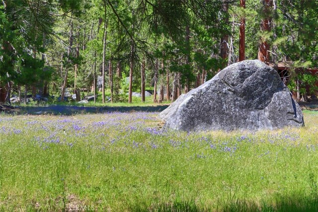 8067 Chilnualna Falls Rd, Wawona, CA 95389 - view of yard