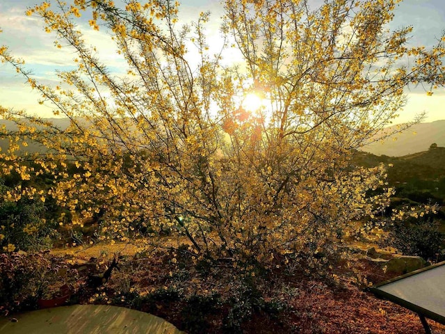 2620 Mar Vinga, Fallbrook, CA 92028 - view of nature