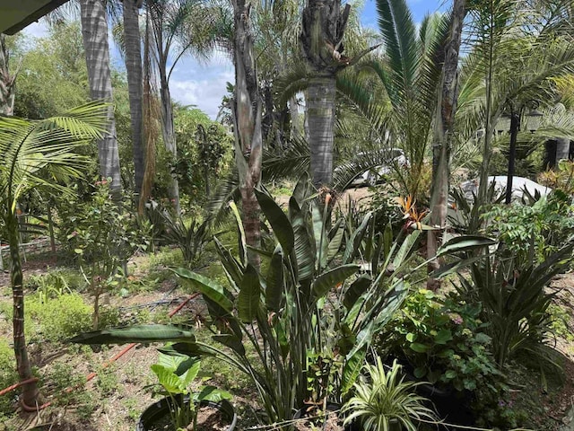 6591 Black Rail Rd, Carlsbad, CA 92011 - view of nature