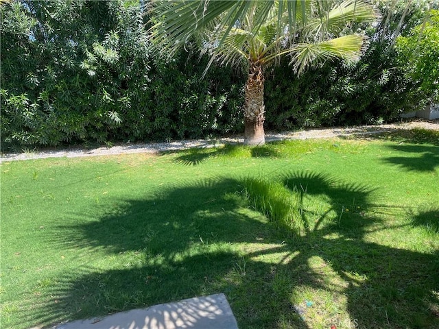 622 S Highland Dr, Palm Springs, CA 92264 - view of green lawn
