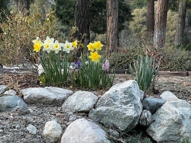 41560 Alder Dr, Forest Falls, CA 92339 - photo 56