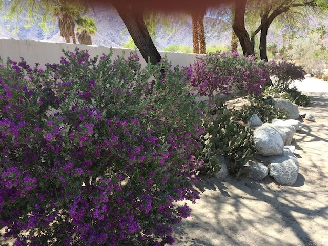 2207 Hoberg Rd, Borrego Springs, CA 92004 - view of yard