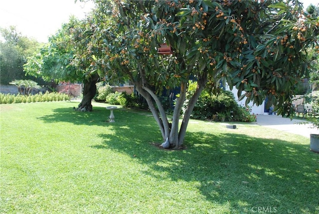 360 Campbell Ave, Redlands, CA 92373 - view of green lawn