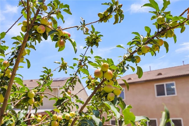 11868 Amethyst Ct, Jurupa Valley, CA 91752 - view of home's exterior featuring stucco siding