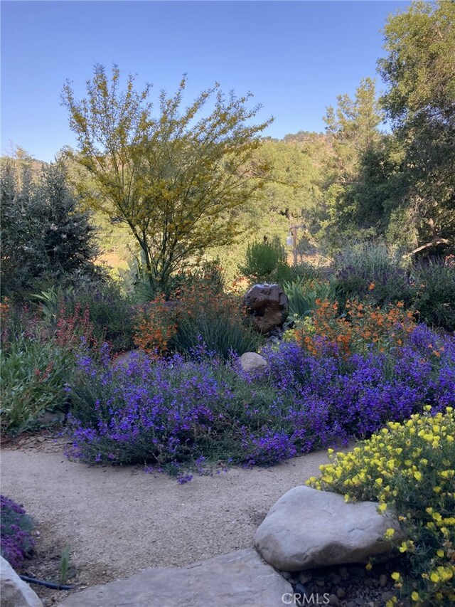 240 Portal St, Oak View, CA 93022 - view of yard featuring a view of trees