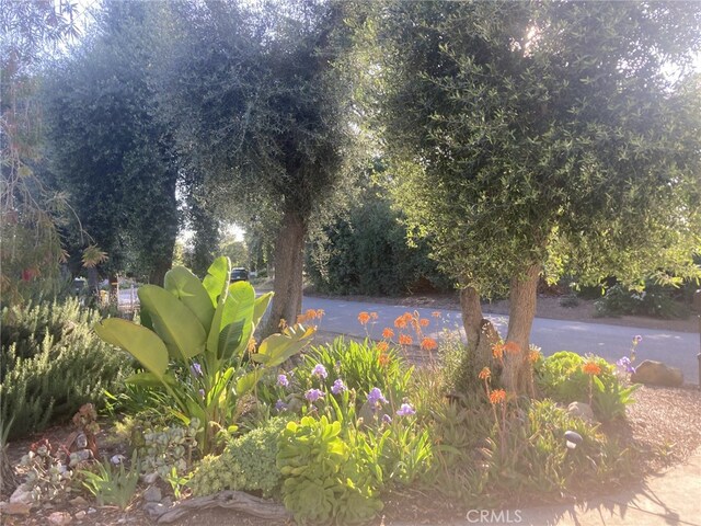 240 Portal St, Oak View, CA 93022 - view of yard