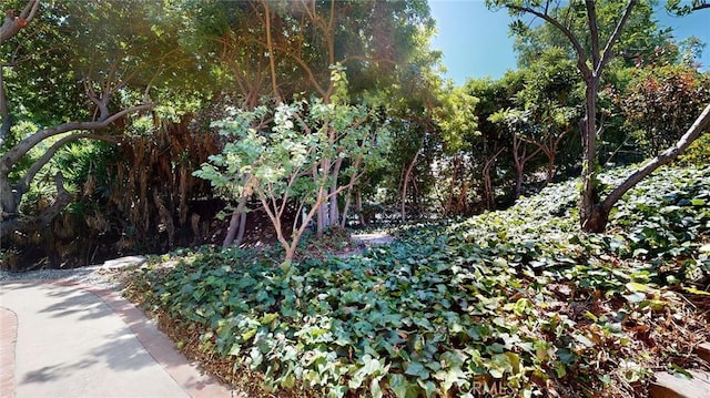 12 Pinto Ln, Rolling Hills Estates, CA 90274 - view of local wilderness