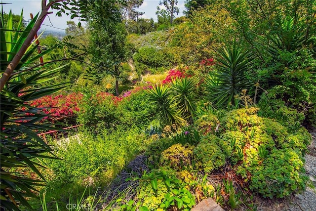 3935 Oakfield Dr, Sherman Oaks, CA 91423 - view of nature