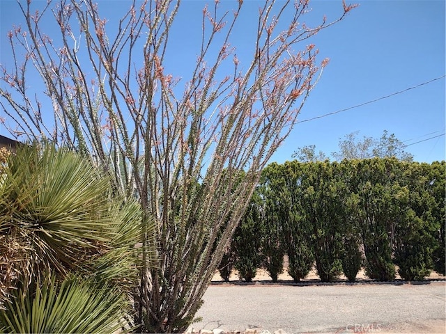 7870 Hopi Trl, Yucca Valley, CA 92284 - view of yard