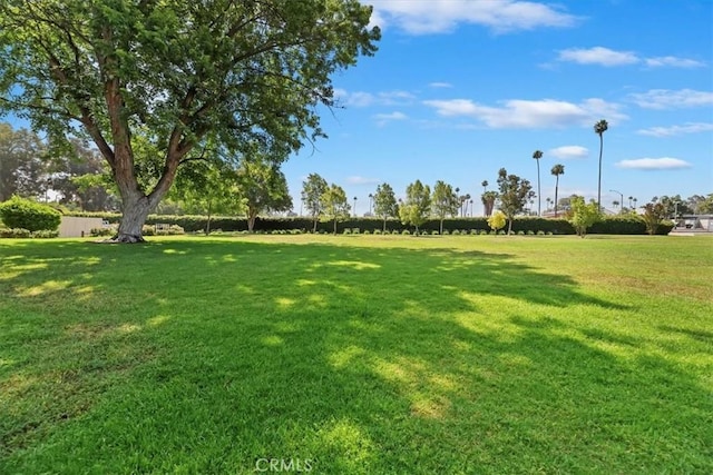 2829 Irving St, Riverside, CA 92504 - view of green lawn