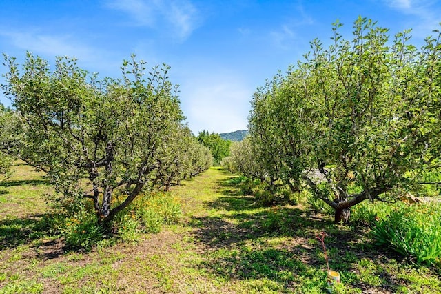 2645 Apple Ln, Julian, CA 92036 - view of undeveloped land