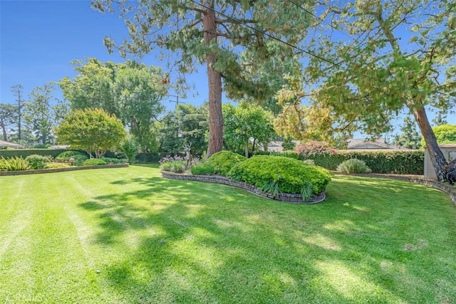 252 W 15th St, Upland, CA 91786 - view of green lawn