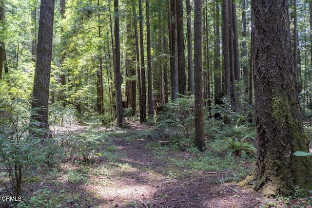 31351 Comptche Ukiah Rd, Comptche, CA 95427 - view of wooded area