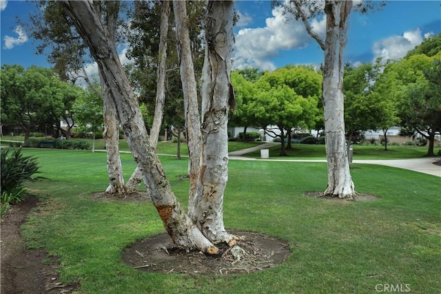 10 Mann St, Irvine, CA 92612 - view of green lawn