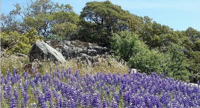 47003 Lookout Mountain Dr, Coarsegold, CA 93614 - view of nature