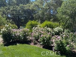 16261 Pineview Rd, Canyon Country, CA 91387 - view of green lawn