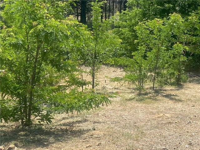 169 Hot Springs Rd, Greenville, CA 95947 - photo 15